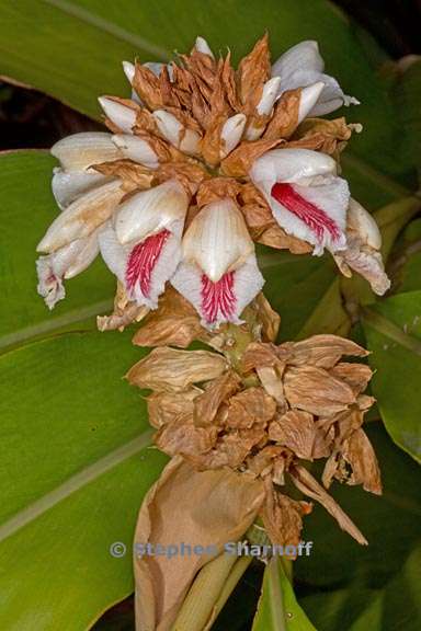 alpinia bracteata 3 graphic